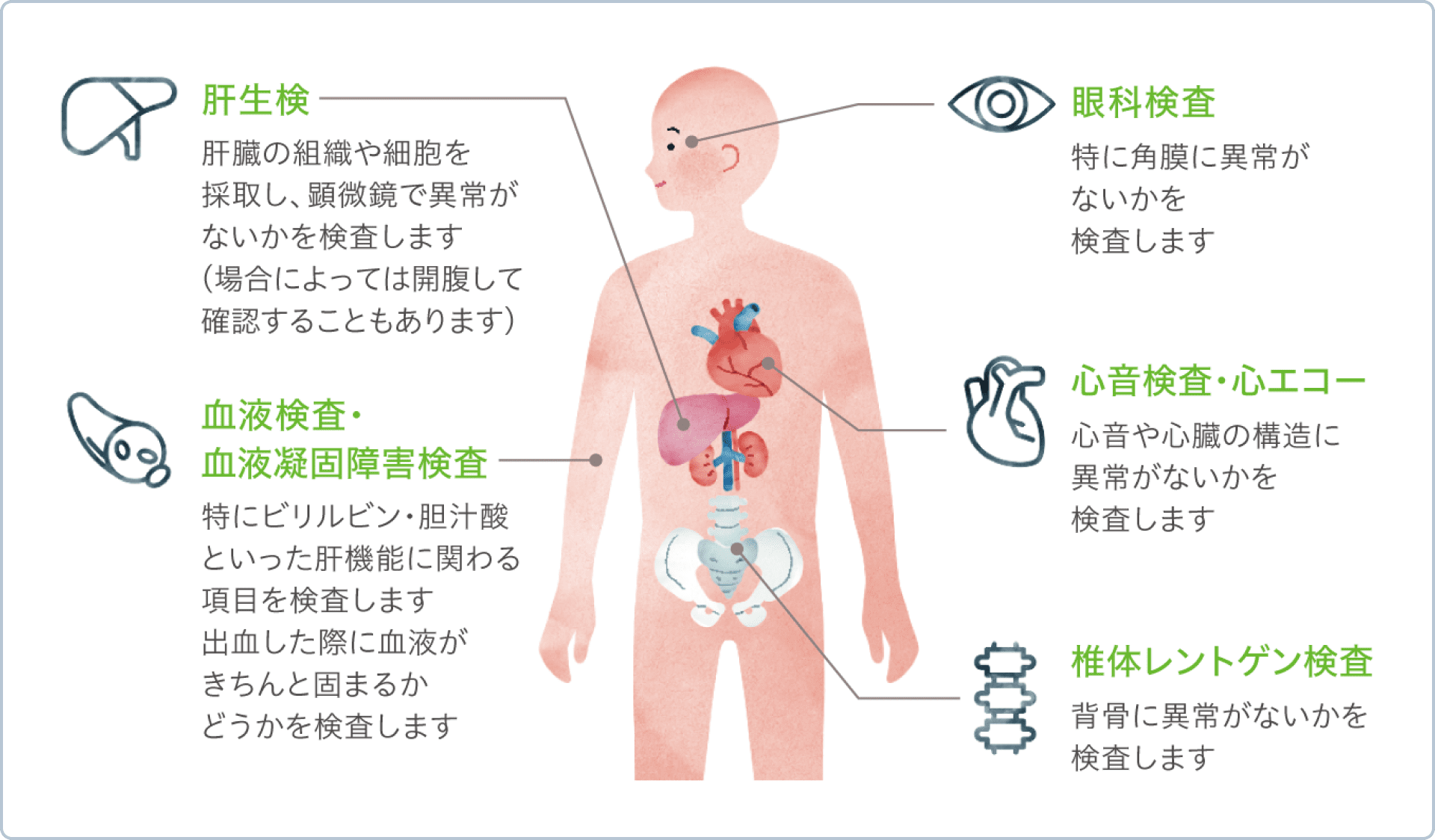 眼科検査 特に角膜に異常がないかを検査します, 心音検査・心エコー 心音や心臓の構造に異常がないかを検査します, 肝生検 肝臓の組織や細胞を採取し、顕微鏡で異常がないかを検査します(場合によっては開腹して確認することもあります), 血液検査・血液凝固障害検査 特にビリルビン・胆汁酸といった肝機能に関わる項目を検査します 出血した際に血液がきちんと固まるかどうかを検査します, 椎体レントゲン検査 背骨に異常がないかを検査します